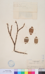 Specimen thumbnail
